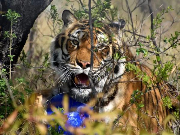 Big cat rescue holiday, South Africa