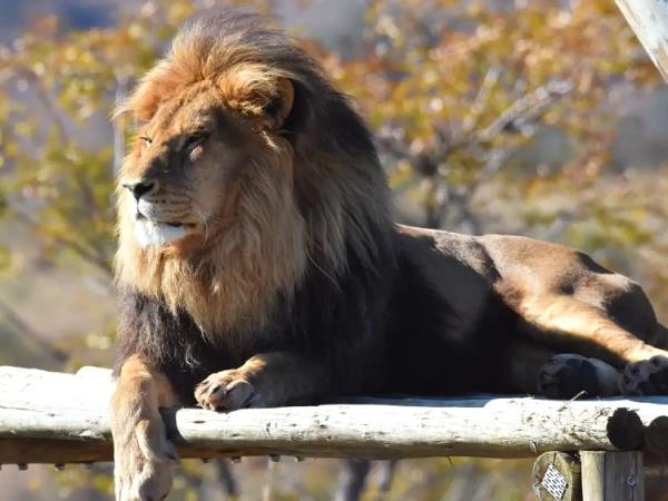 Big cat rescue holiday, South Africa