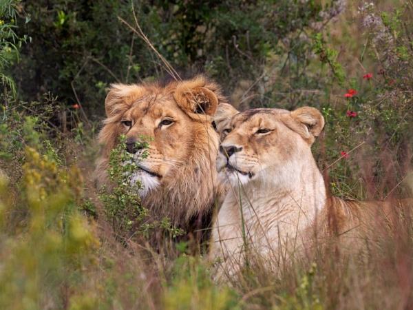 Big cat rescue holiday, South Africa