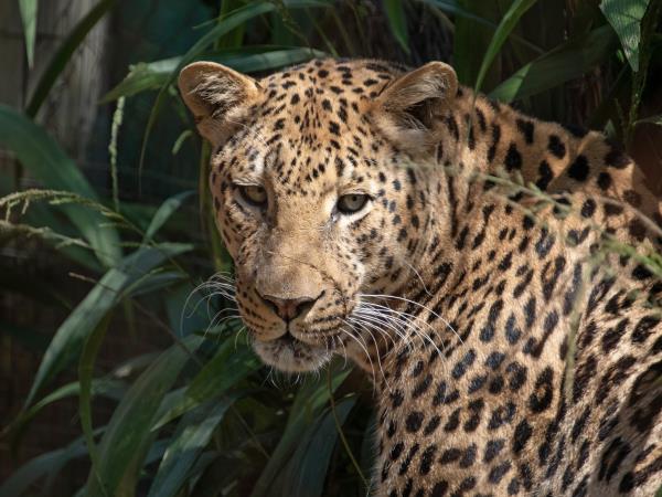 Big cat rescue holiday, South Africa