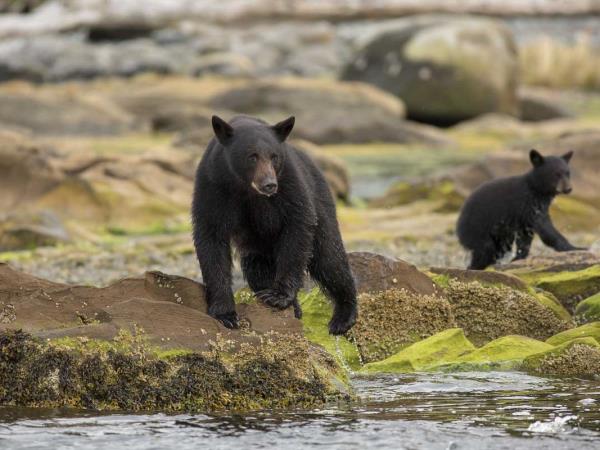 British Colombia self drive wildlife holiday 