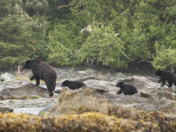 British Colombia self drive wildlife holiday 