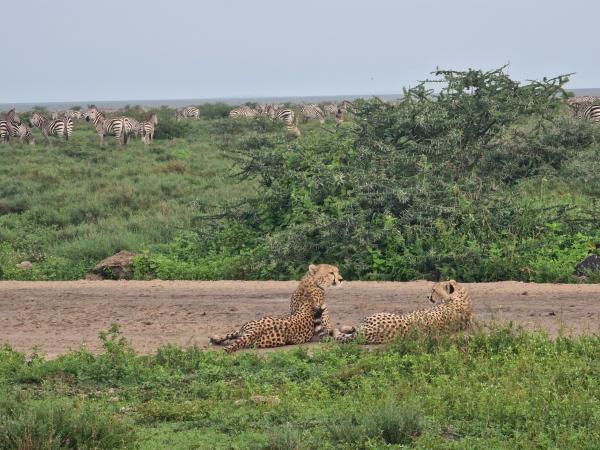 Tanzania accessible safari holiday