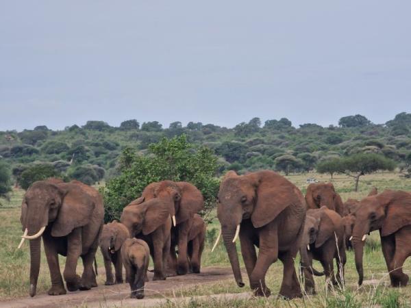 Tanzania accessible safari holiday