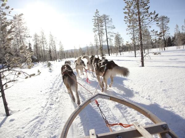 Arctic Adventure holiday, Whales, Huskies and Sami Culture