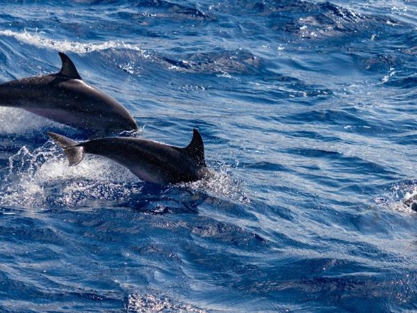 Azores walking & whale watching holiday