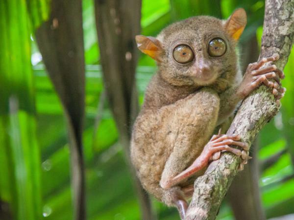 Philippine islands nature and culture tour