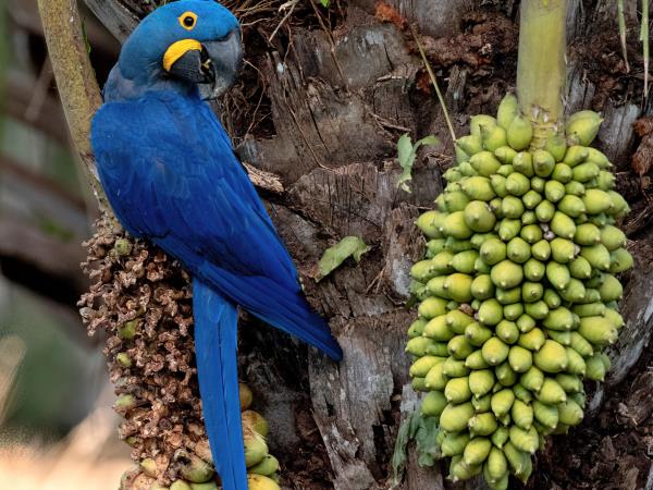 Pantanal wildlife cruises in Brazil