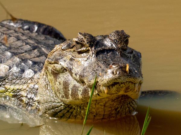 Pantanal wildlife cruises in Brazil