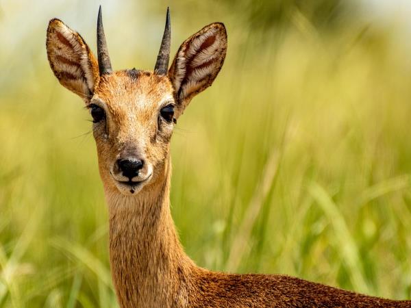 14 day Uganda safari tour