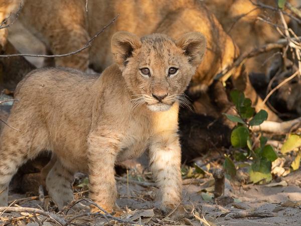 Botswana northern parks and Okavango Delta tour