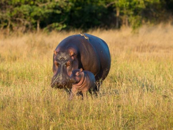 Zambia and Malawi Livingstone Trail holiday