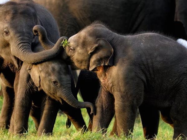 Sri Lanka luxury adventure holiday