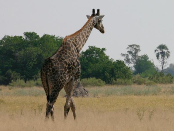 Kenya luxury fly-in Safari 