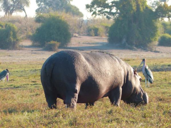 Kenya luxury fly-in Safari 