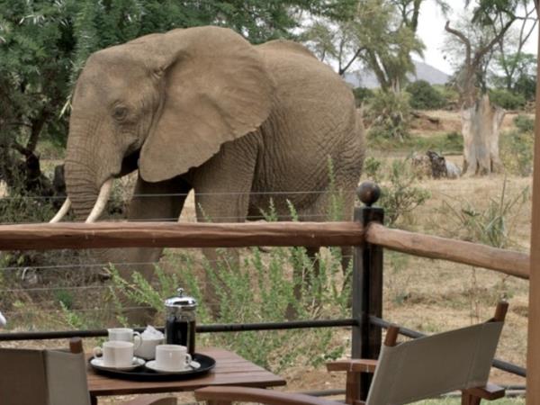 Kenya luxury fly-in Safari 