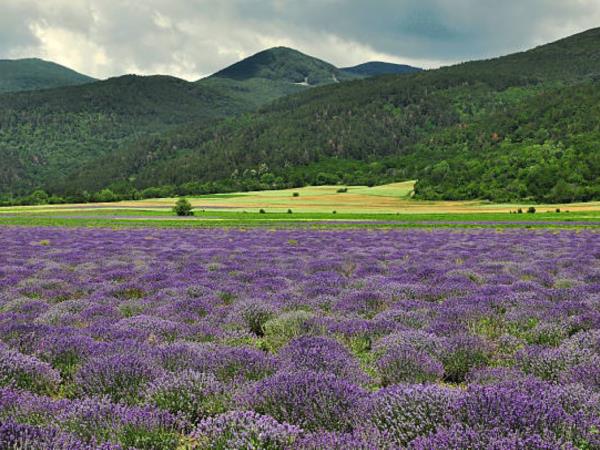 Bulgaria in bloom, lavender and roses holiday