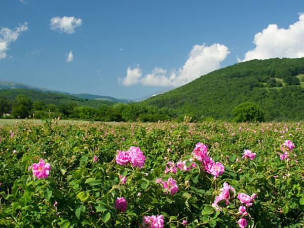 Bulgaria in bloom, lavender and roses holiday