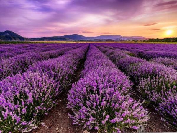 Bulgaria in bloom, lavender and roses holiday