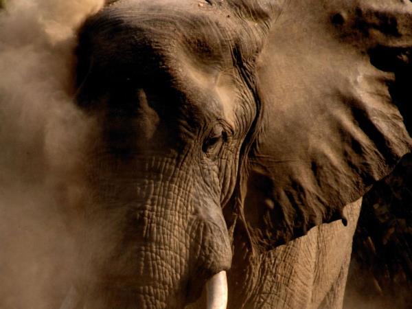 Botswana Northern highlights tour