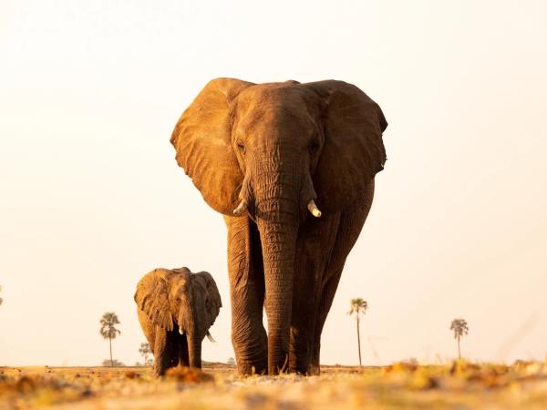 Botswana Northern highlights tour