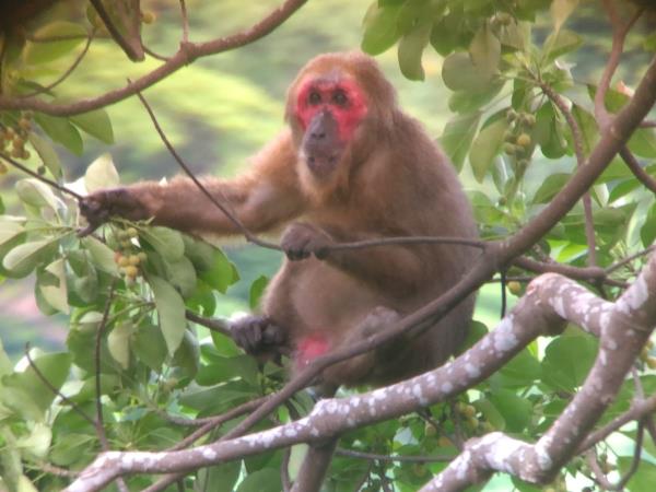 Vietnam rare primates tour