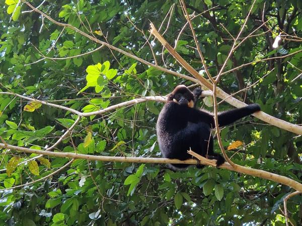 Vietnam rare primates tour