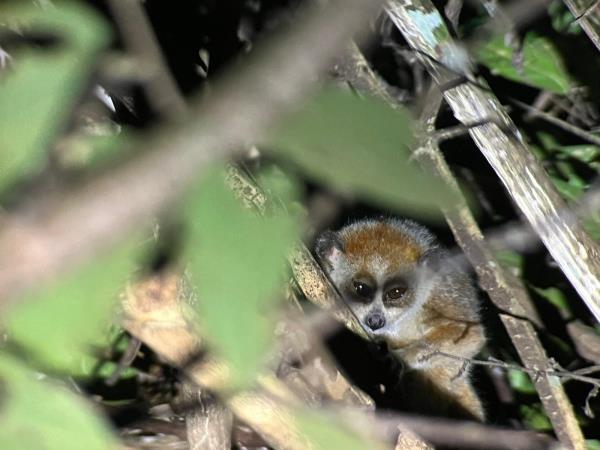 Vietnam rare primates tour
