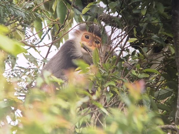 Vietnam rare primates tour