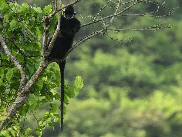 Vietnam rare primates tour