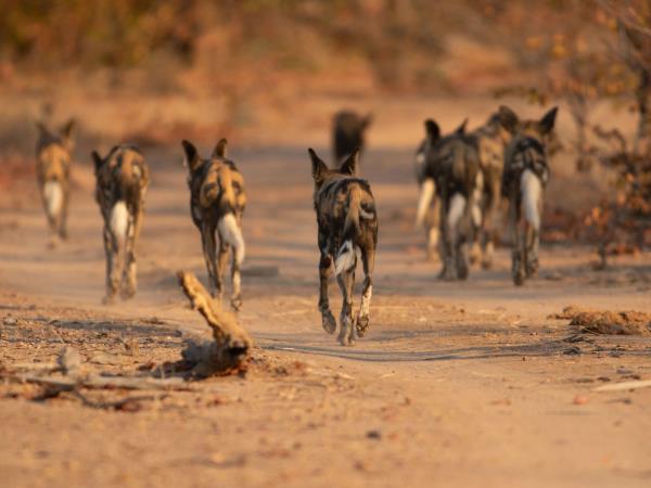 Zimbabwe authentic walking Safari