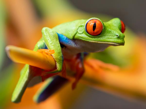 Panama and Costa Rica slow travel holiday