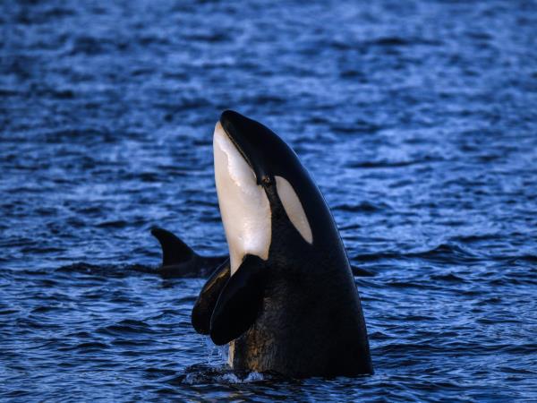 Swimming with whales holiday in Norway