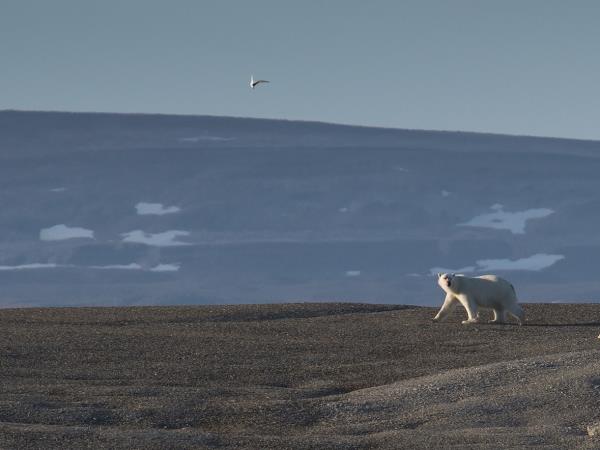 Svalbard summer sailing holiday