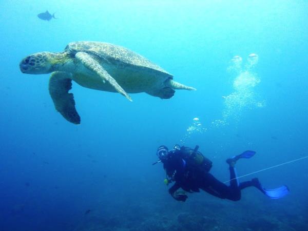 South Africa marine conservation diving holiday