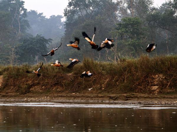 Nepal wildlife safari and rafting holiday