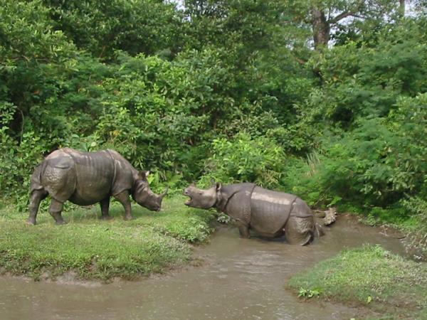 Nepal wildlife safari and rafting holiday