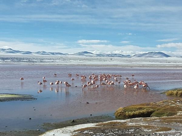 Uyuni salt flats tour in Bolivia