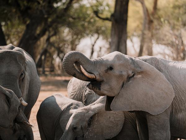 Basic Field Guide Course, Botswana