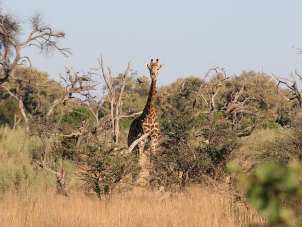 Basic Field Guide Course, Botswana