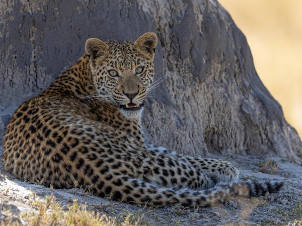 Okavango Delta exclusive group holiday