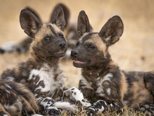 Okavango Delta exclusive group holiday