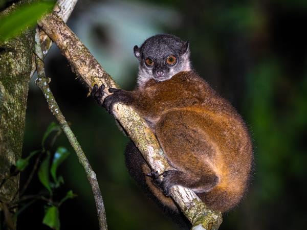 Masoala Peninsula wildlife holiday, Madagascar