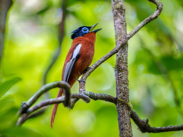 Masoala Peninsula wildlife holiday, Madagascar