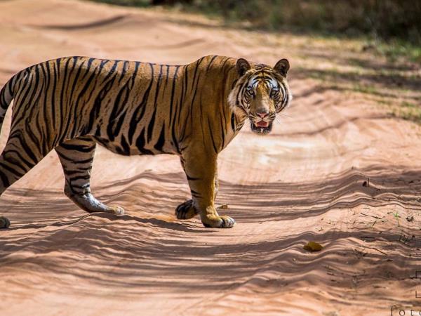 Tiger safari small group tour in India 