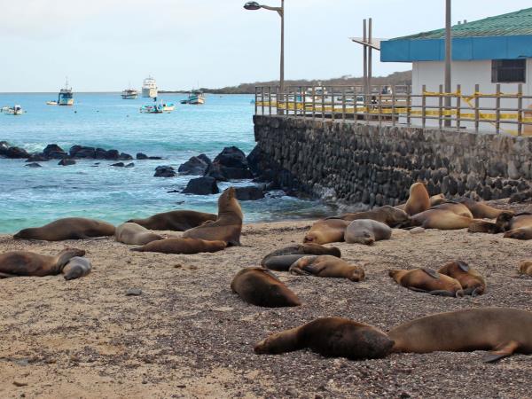 Galapagos volunteer and travel holiday, 3 weeks
