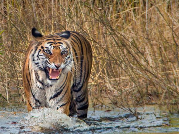 Tiger safari small group tour in India 