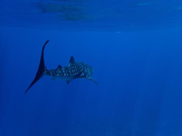 Maldives marine conservation cruising holiday