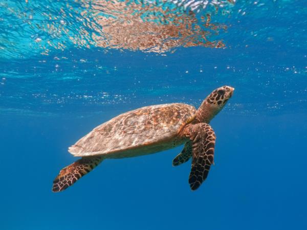 Maldives marine conservation cruising holiday