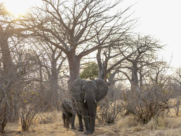Northern Ruaha National Park holiday, Tanzania